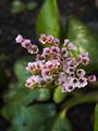 Bergenia crassifolia Bergenia